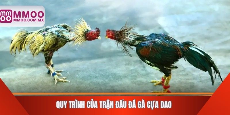 Quy trình của trận đấu đá gà cựa dao